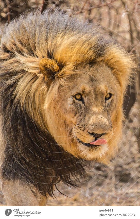 The King Vacation & Travel Tourism Trip Adventure Far-off places Freedom Safari Expedition Masculine Face Eyes Animal Wild animal Cat Animal face Pelt Lion