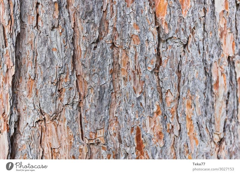 Tree bark #2 Environment Nature Landscape Plant Esthetic Colour photo Subdued colour Exterior shot Close-up
