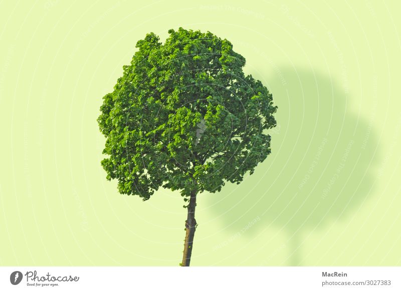 Tree on green background Environment Nature Landscape Plant Spring Wood Fresh Green Transience image synthesis single tree Force Colour colored background Idea