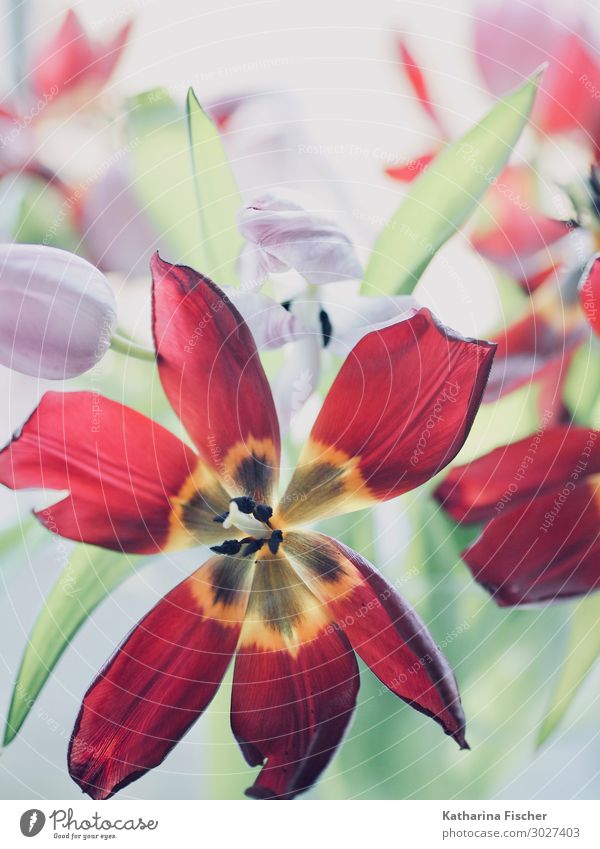 Red Tulip Nature Plant Spring Summer Autumn Winter Flower Leaf Blossom Bouquet Blossoming Illuminate Yellow Violet Orange Pink Turquoise White Faded Leaf bud