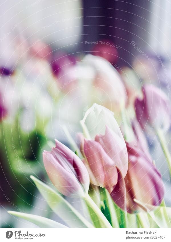 Tulips double exposure Nature Plant Spring Summer Autumn Winter Flower Leaf Blossom Bouquet Blossoming Fragrance Yellow Green Violet Orange Pink Red Turquoise