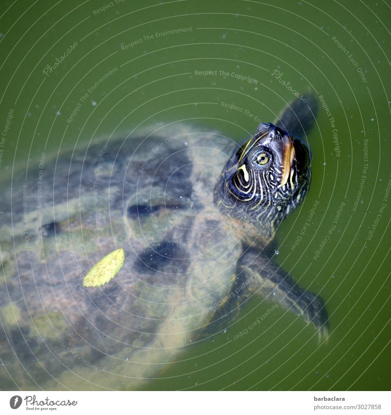 Come on in - have a swim! Water Lake Animal Turtle Turles Looking Swimming & Bathing Exceptional Freedom Joy Climate Survive Environment Colour photo