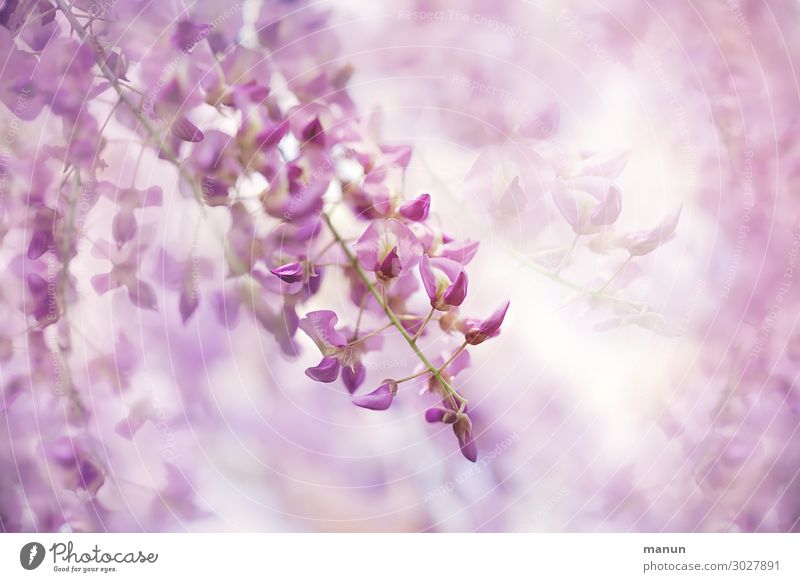 Close-up of flowers, fresh colors petals Flowers and buds Close-up view under natural lighting conditions Spring colours pink background purple