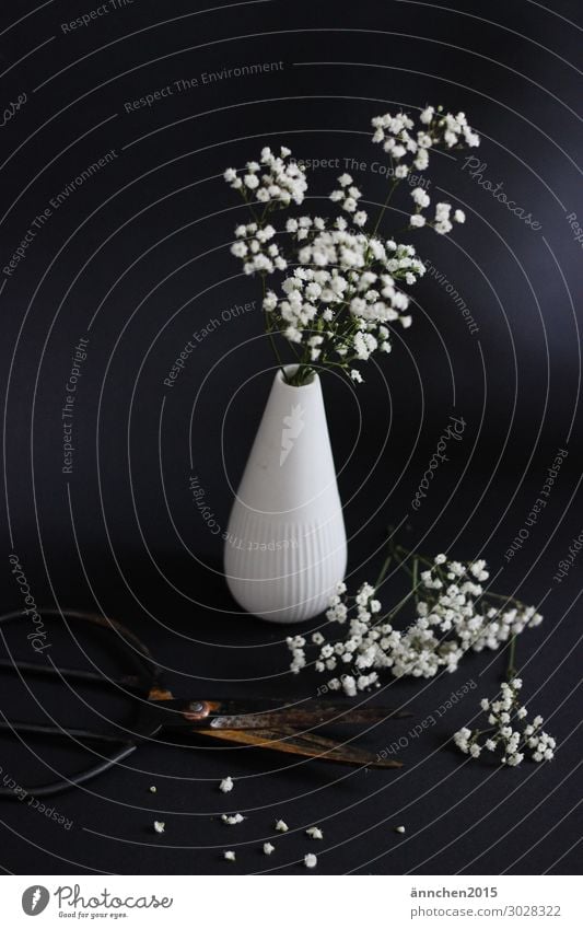 Vase with gypsophila Baby's-breath Flower decoration White Blossoming