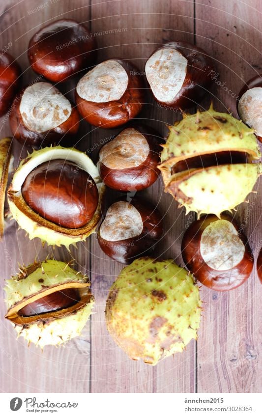 chestnuts Fruit Nature Interior shot Chestnut Thorny Autumn Infancy Childhood memory amass Forest Tree Brown Green Wood