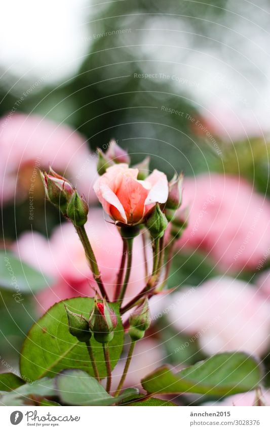 rose blossom Spring Summer Blossoming Flower Bud Nature Exterior shot Day Pink Green Rose Leaf Happy Rose tree