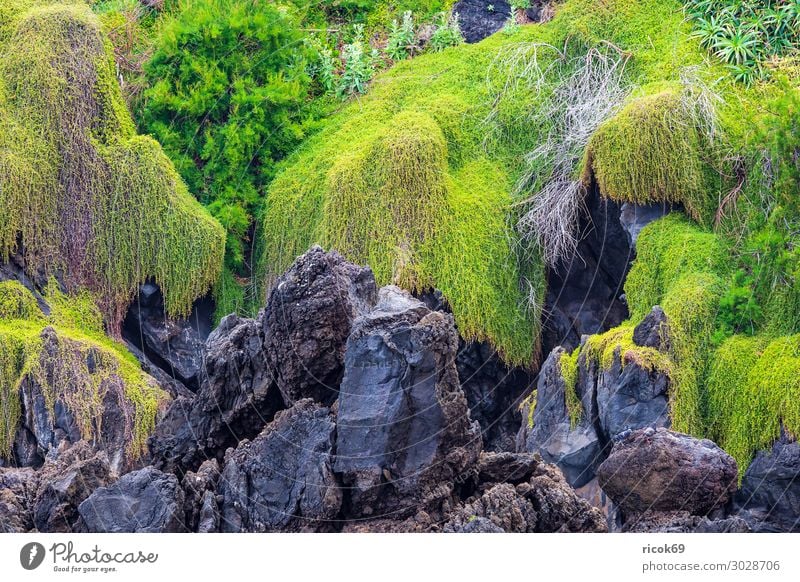 Rock in Porto Moniz on the island Madeira, Portugal Relaxation Vacation & Travel Tourism Island Nature Landscape Plant Water Coast Blue Green Idyll