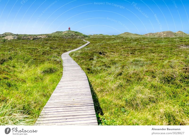 wooden bridge in a meadow, blue sky Wellness Life Relaxation Vacation & Travel Far-off places Freedom Nature Park Happy Optimism Zen green natural grass