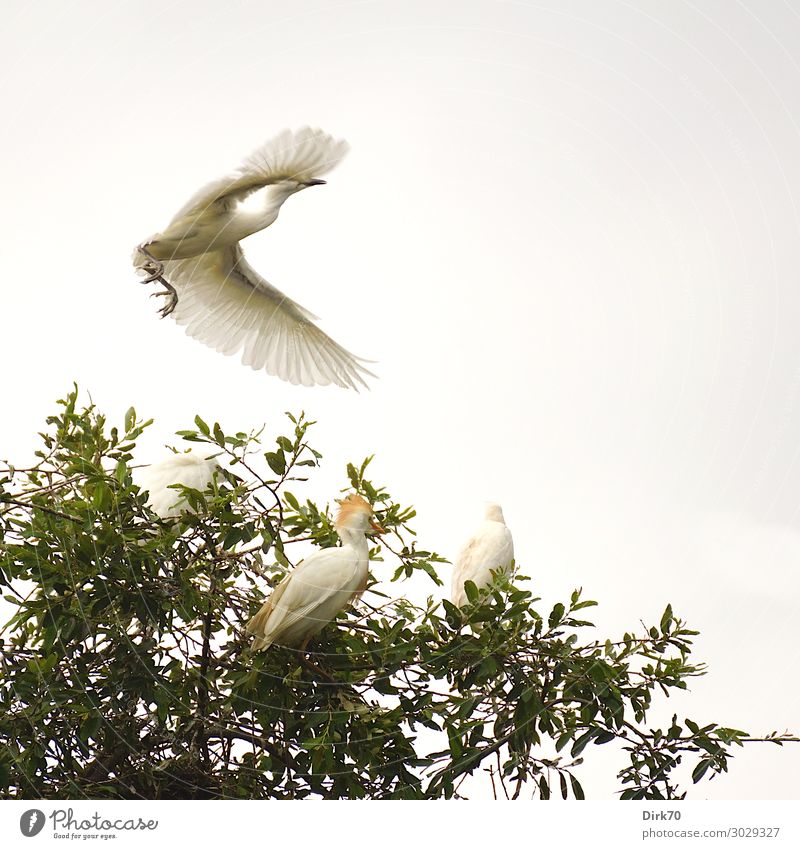 Starting Little Egret: Launch Sequence III Environment Nature Animal Summer Tree Treetop Leaf Park Forest Wild animal Bird Wing Heron 4 Group of animals Flying