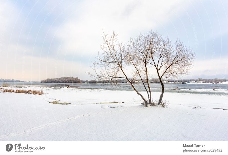 A willow close to the Dnieper river in Kiev, during winter Vacation & Travel Winter Snow Environment Nature Landscape Sky Clouds Weather Tree Forest Lake River