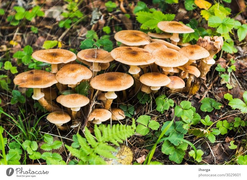 A group of mushrooms in the forest Beautiful Group Nature Plant Autumn Grass Moss Leaf Forest Growth Fresh Natural Wild Brown Green White Colour