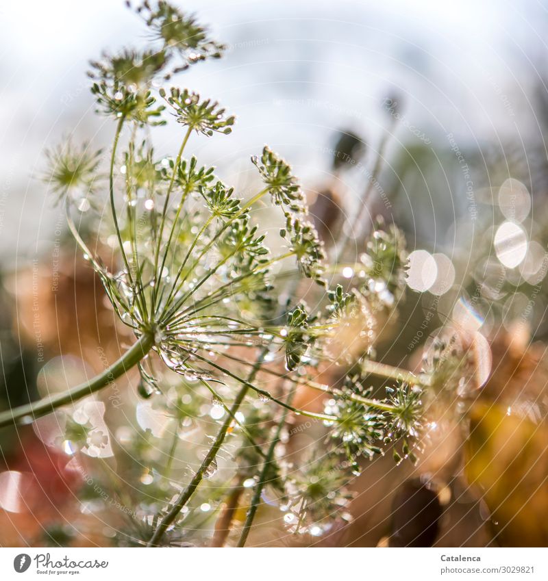 Water drops on the drill flowers sparkle in the sunlight Nature Plant Drops of water Sky Summer Rain Blossom Dill Dill blossom Poppy capsule Garden Blossoming