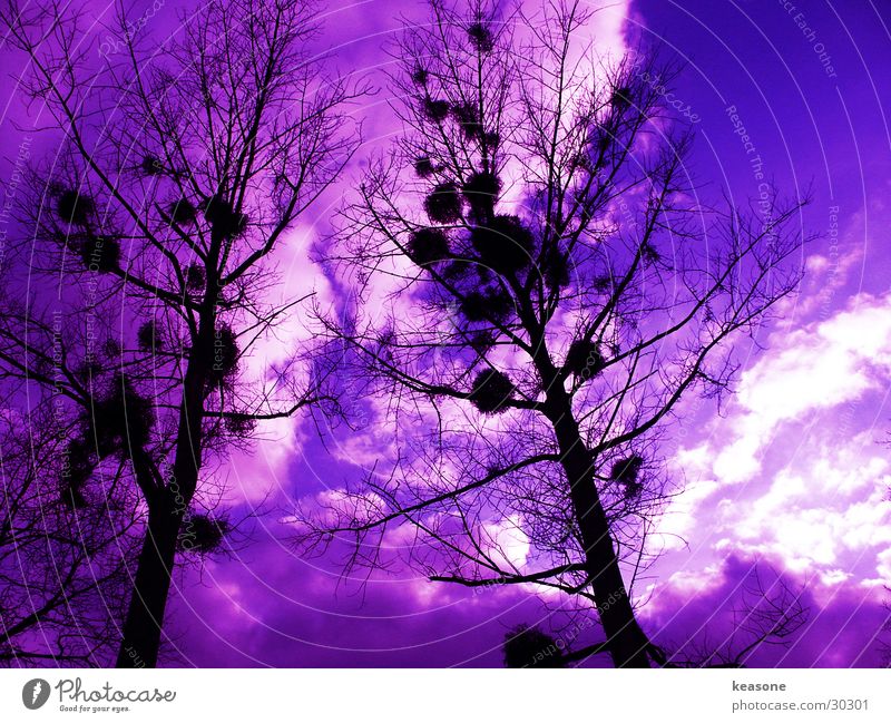 googleymoogley Tree Violet Black Sky Lens Perspective http://www.keasone.de