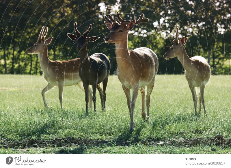 fallow deer Environment Nature Summer Meadow Wild animal Fallow deer dama dama Antlers Buck Paintbrush Ear Pelt 4 Animal Group of animals Observe Stand Esthetic