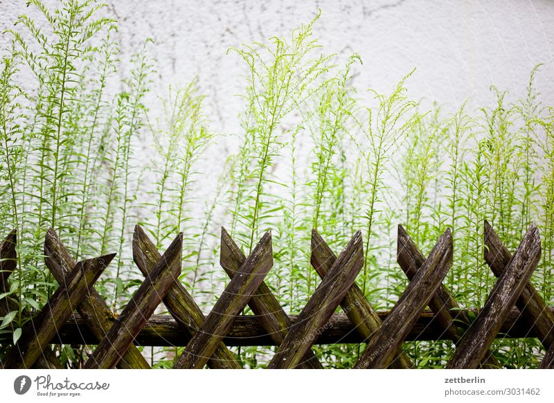 hunter's fence Fence Wooden fence hunting fence Neighbor Real estate Garden Garden fence Border Barrier Garden plot Deserted Copy Space Plant Blossom