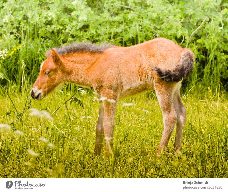 Cute little foal sniffing at a flower Wellness Life Contentment Senses Ride Trip Summer Nature Animal Beautiful weather Flower Meadow Pet Horse Petting zoo 1