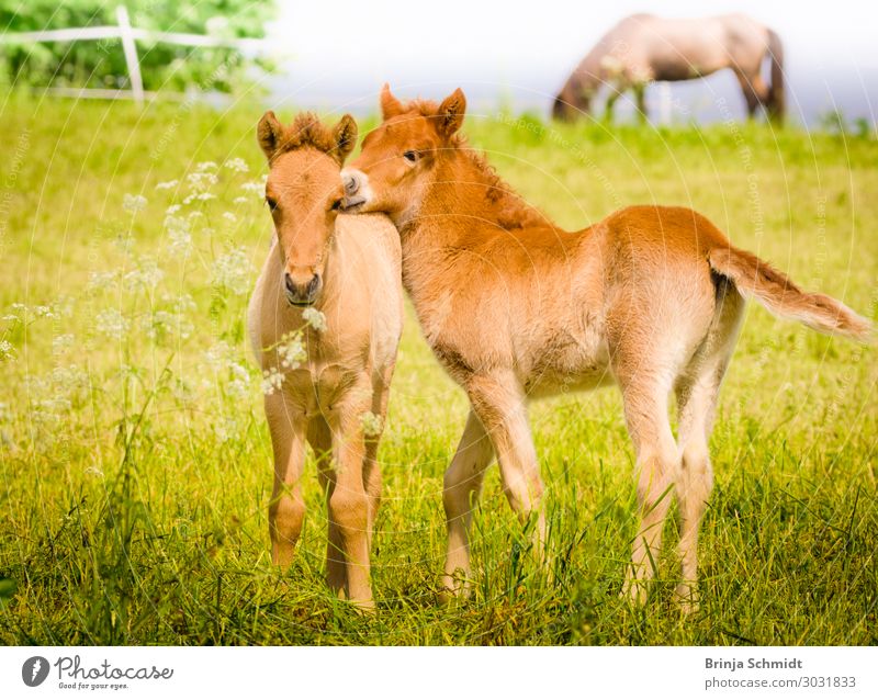 Two small, newborn foals playing in a meadow Life Well-being Contentment Senses Playing Ride Adventure Freedom Summer Equestrian sports Nature Animal Spring