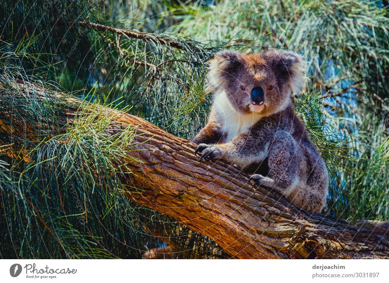 400 / I am already awake ( almost ) // A koala is sitting on a tree trunk and looks into the camera.  All around him are green branches. Joy Contentment Trip