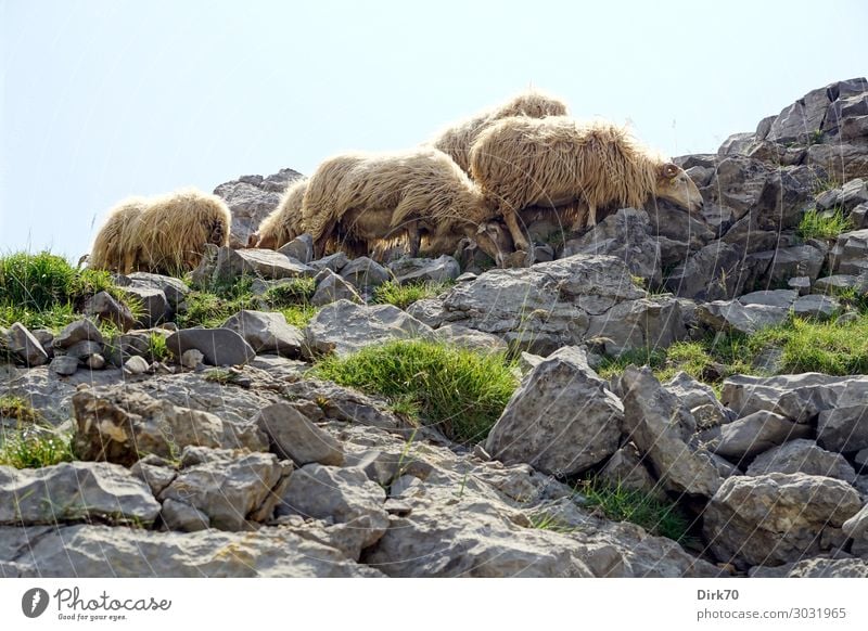 Protection from the scorching sun Environment Nature Landscape Sunlight Summer Beautiful weather Warmth Grass Rock Mountain picos de europe Peak Fuente Dé