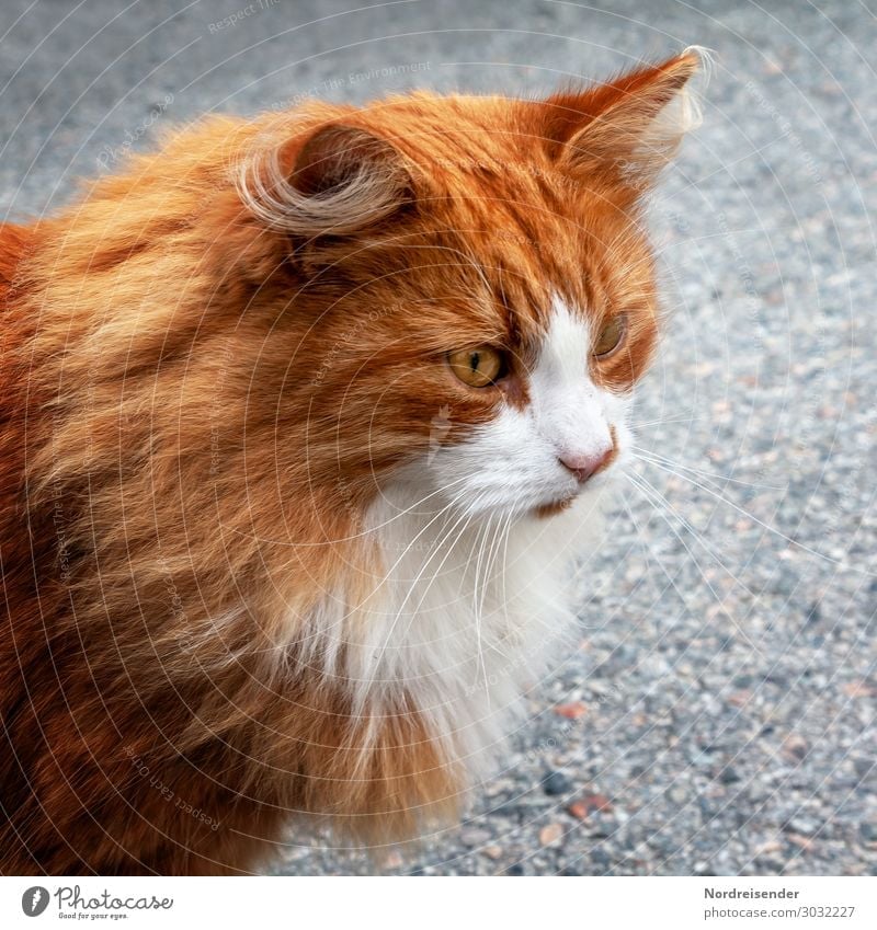 Norwegian Forest Cat A Royalty Free Stock Photo From Photocase