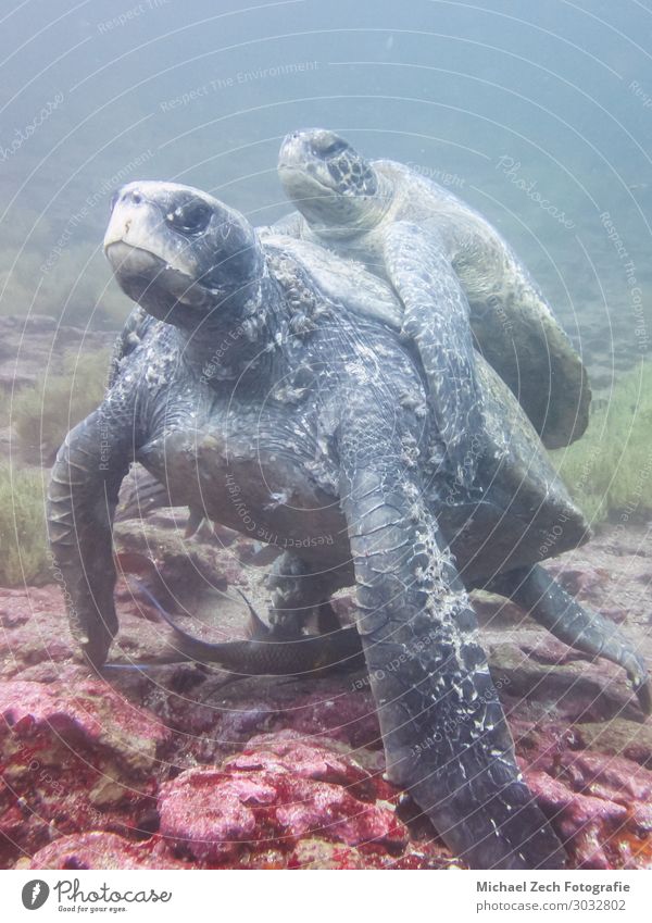 two Marine turtle mating underwater in galapagos islands Exotic Beautiful Life Sun Ocean Island Dive Environment Nature Animal Sand Climate Natural Wild Blue