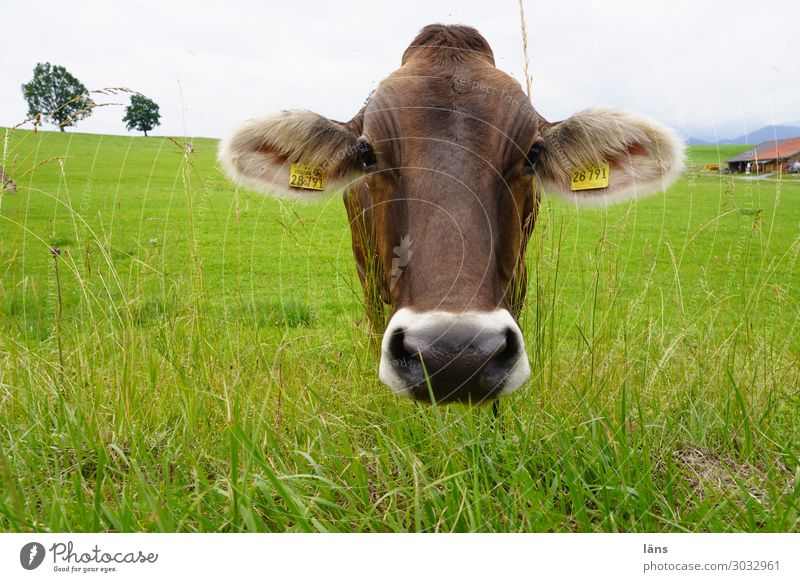 take the rap Agriculture Forestry Sky Clouds Grass Meadow Animal Cow 1 Looking Stand Curiosity Serene Cattle Pasture Allgäu Colour photo Exterior shot Deserted