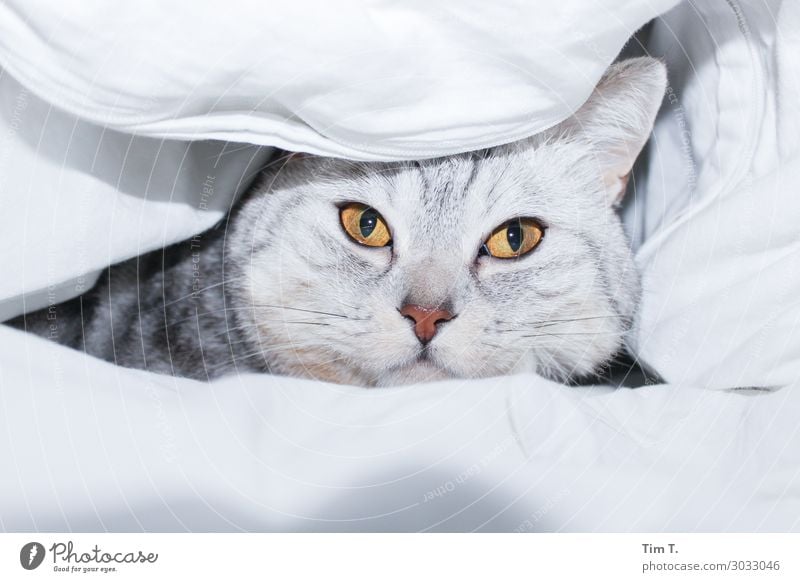 in bed animal pet cat  a royalty free stock photo from