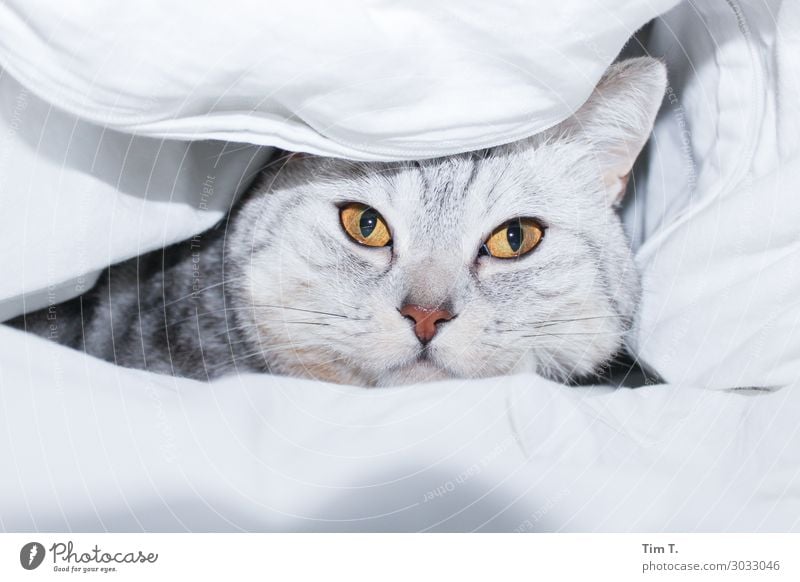 in bed Animal Pet Cat Animal face 1 Relationship Bed Ceiling Eyes Yellow Colour photo Interior shot Deserted Copy Space top Copy Space bottom Morning Day