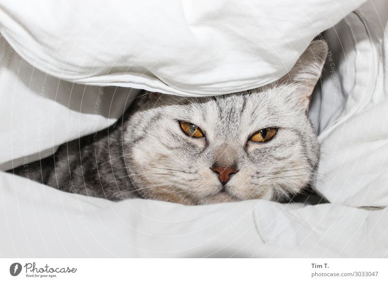Tired in bed Animal Pet Cat Animal face 1 Relationship Bed Blanket Duvet Colour photo Interior shot Deserted Copy Space top Copy Space bottom Morning Day