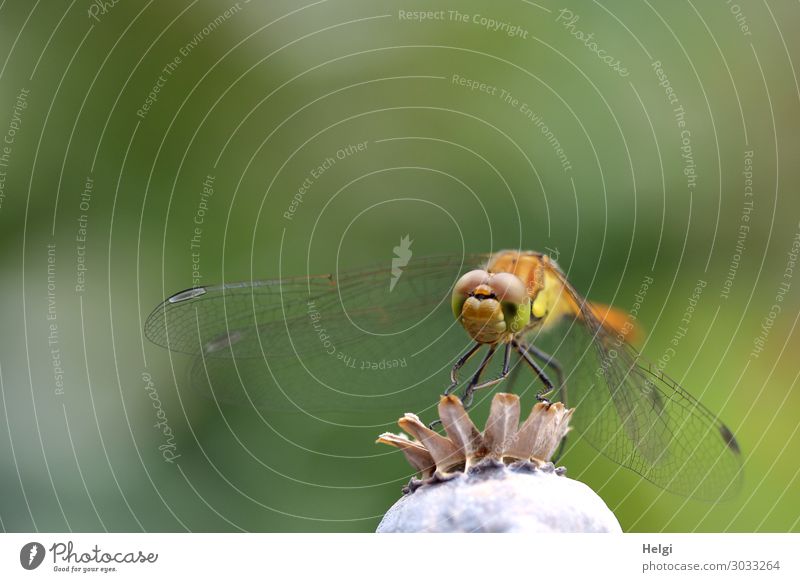 Close-up of a dragonfly sitting on a poppy seed capsule Environment Nature Plant Animal Summer Beautiful weather Poppy capsule Garden Wild animal Dragonfly 1