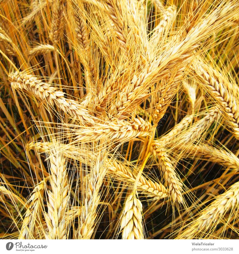 golden yellow ripe wheat ears on the field, detail view from above Food Grain Bread Roll Nutrition Breakfast Organic produce Beer Healthy Eating Thanksgiving