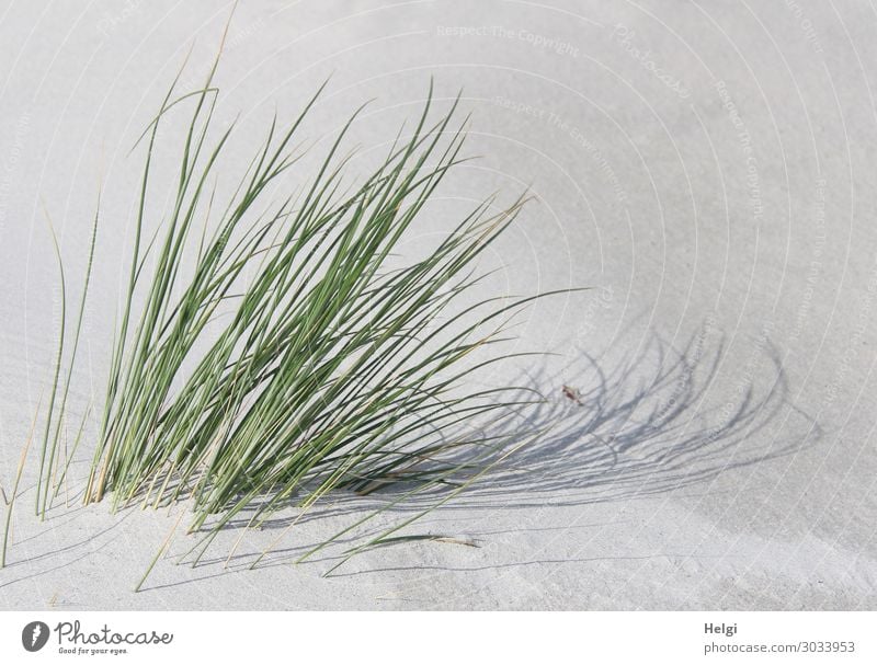 Dune grass in sunlight with shadows cast in the white sand Environment Nature Plant Sand Summer Beautiful weather Grass Foliage plant Wild plant Marram grass