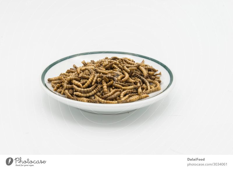 mealworms crustaceans tenebrio molitor isolated Bowl Nature Animal Pet Beetle Worm Packaging Old Freeze Creepy Wild Brown Gold White Angler animals background