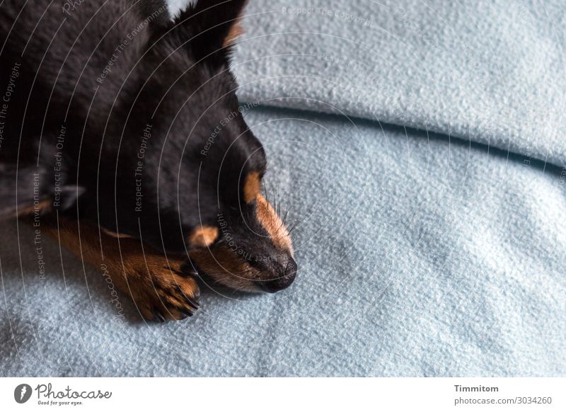 The little friend Animal Dog Animal face Claw Paw 1 Blanket Lie Wait Blue Brown Black Emotions Love of animals Doze Colour photo Interior shot Deserted Day