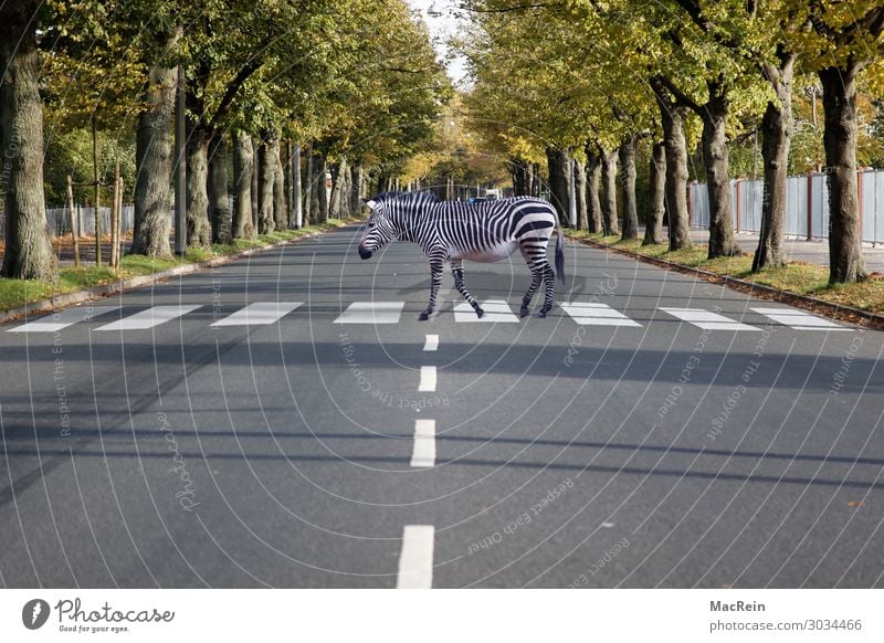 crosswalk Circus Zoo Animal Street Road sign Sign Stripe White Safety Attentive Whimsical Zebra Living thing Zebra crossing traffic symbol Road safety