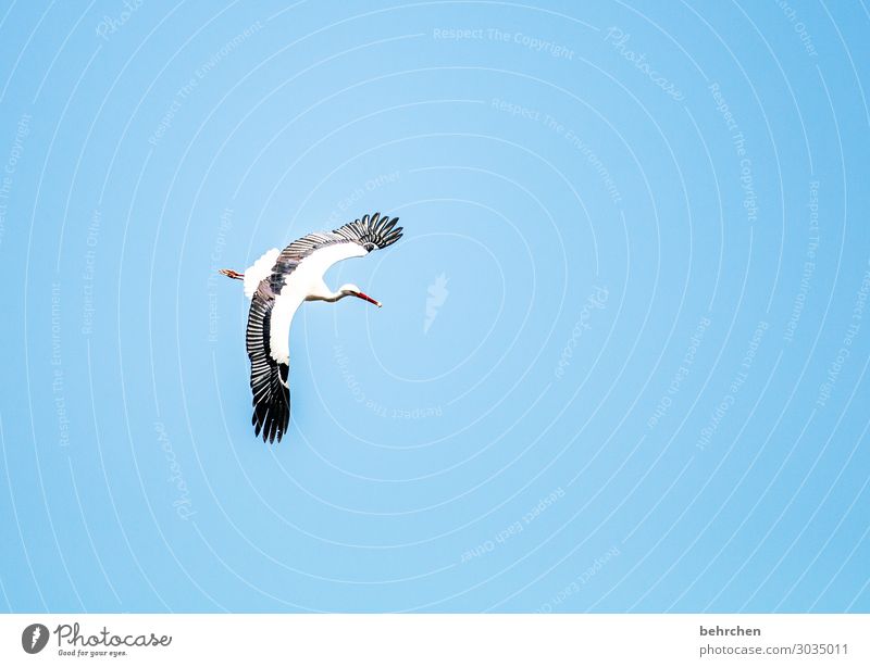 snack bar Sky Wild animal Bird Wing Stork Feather Beak Chick Flying To feed Exceptional Fantastic Beautiful Blue Black White Freedom Far-off places Above Tall