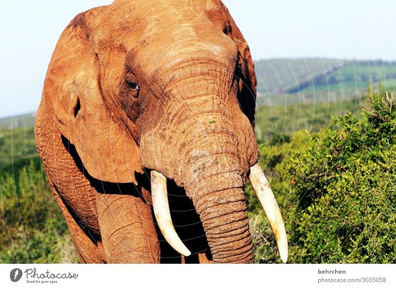ivory Vacation & Travel Tourism Trip Adventure Far-off places Freedom Safari Wild animal Animal face Elephant Tusk Ivory 1 Exceptional Exotic Fantastic