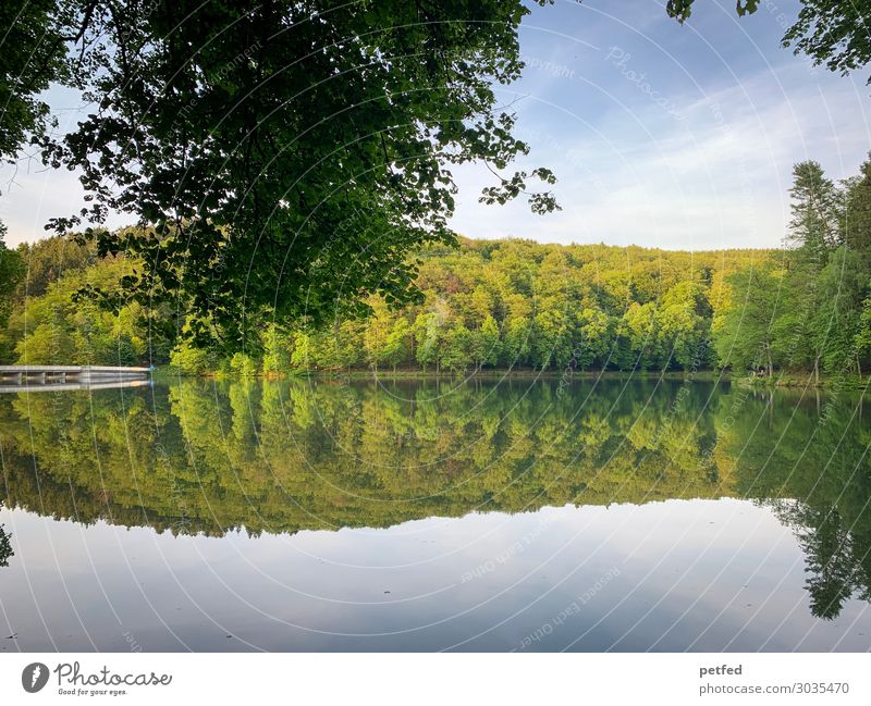 Dam idyll I Calm Nature Water Sky Summer Tree Forest Coast River dam Relaxation Fresh Natural Blue Green Leisure and hobbies Idyll Reflection Colour photo