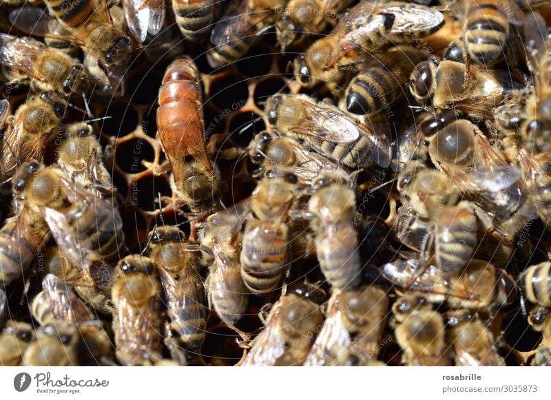 airy | the queen holds court - conspicuous, but unmarked queen bee surrounded by worker bees on honeycomb Nature Farm animal Bee Build Many Brown Yellow Passion