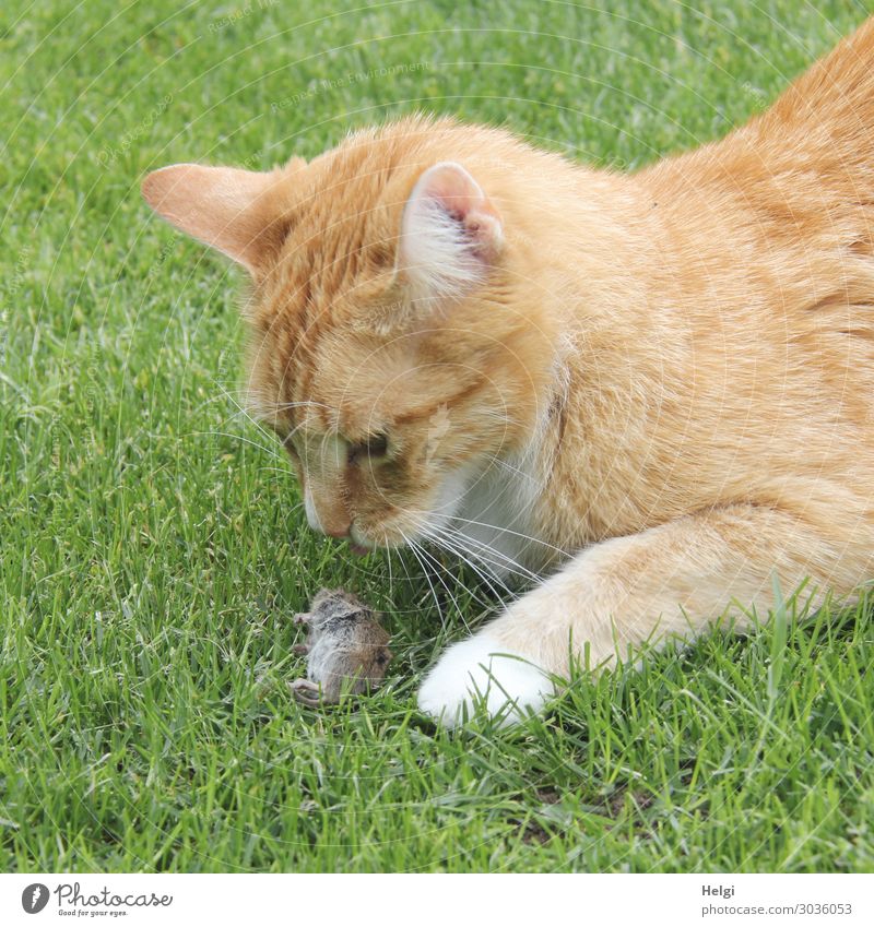 red tabby cat looking at its prey in the grass, a little mouse Environment Nature Plant Animal Grass Garden Pet Wild animal Dead animal Cat Mouse 2 Observe Lie