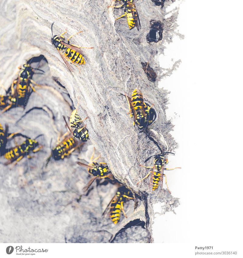Wasps building nests Wild animal Wasps' nest Insect Flock Build Crawl Yellow Black Threat Sustainability Nature Teamwork Attachment Colour photo Close-up Detail