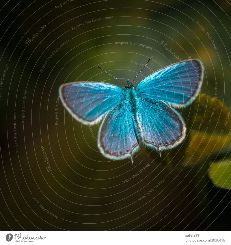 1000 | sky blue Nature Summer Animal Butterfly Wing Polyommatinae Insect Blue Green Contrast Colour photo Exterior shot Macro (Extreme close-up) Deserted