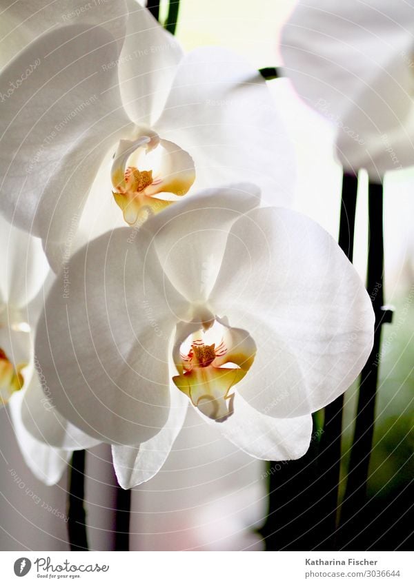 orchid Nature Plant Spring Summer Autumn Winter Orchid Leaf Blossom Blossoming Illuminate Fragrance Elegant Exotic Beautiful Yellow Orange White Orchid blossom