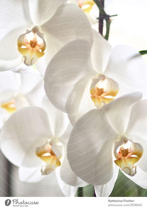 orchids Nature Plant Spring Summer Autumn Winter Orchid Leaf Blossom Exotic Decoration Blossoming Illuminate Beautiful Yellow Orange White Orchid blossom