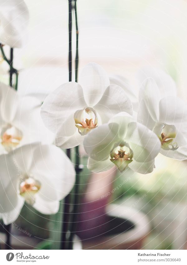 orchid blossoms Nature Plant Orchid Leaf Blossom Blossoming Illuminate Beautiful Yellow Green Orange White Orchid blossom Colour photo Interior shot Deserted