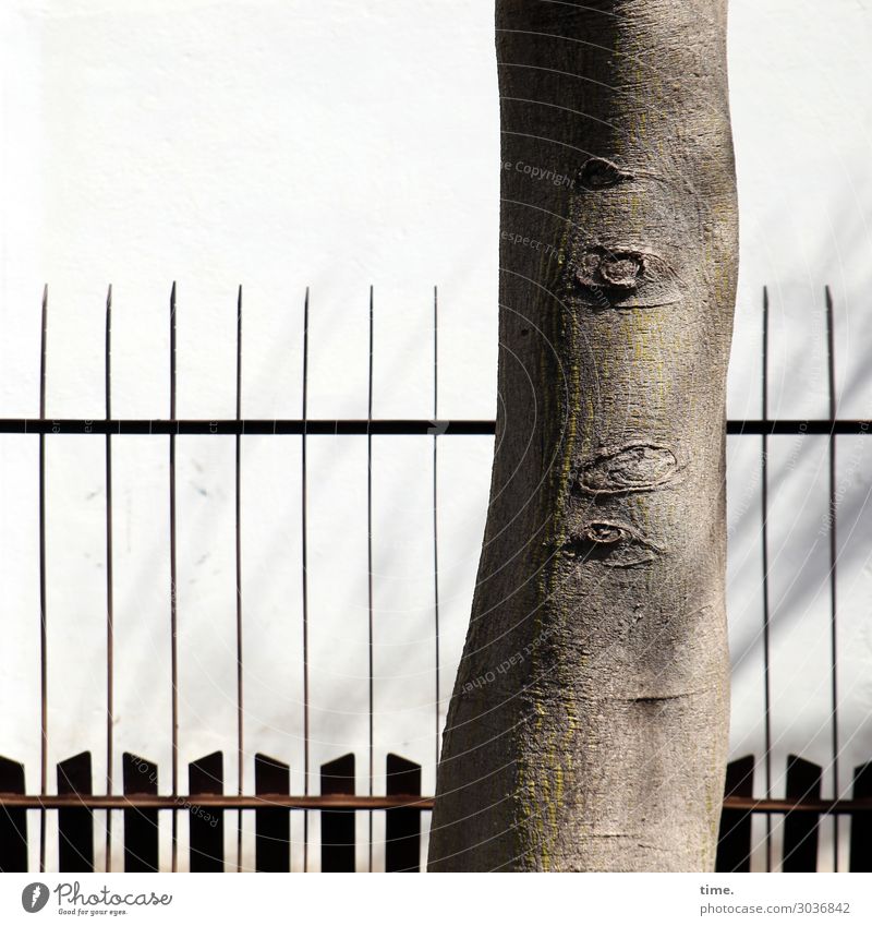 for so many years Plant Beautiful weather Tree trunk Park Wall (barrier) Wall (building) Fence Prop Wood Line Old Historic Naked Self-confident Power Might