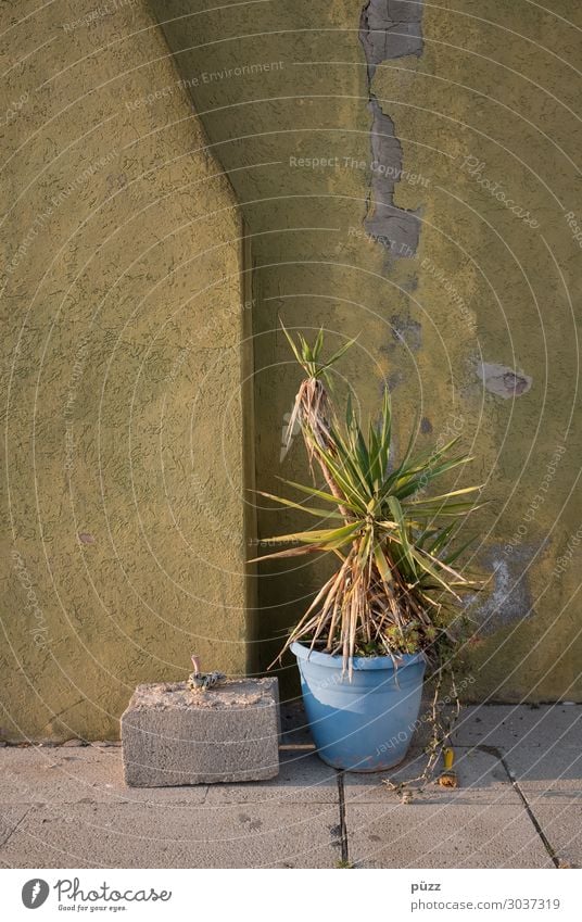 pot plant Nature Beautiful weather Warmth Drought Plant Pot plant Village Small Town Deserted Building Wall (barrier) Wall (building) Facade Stone Gloomy Dry