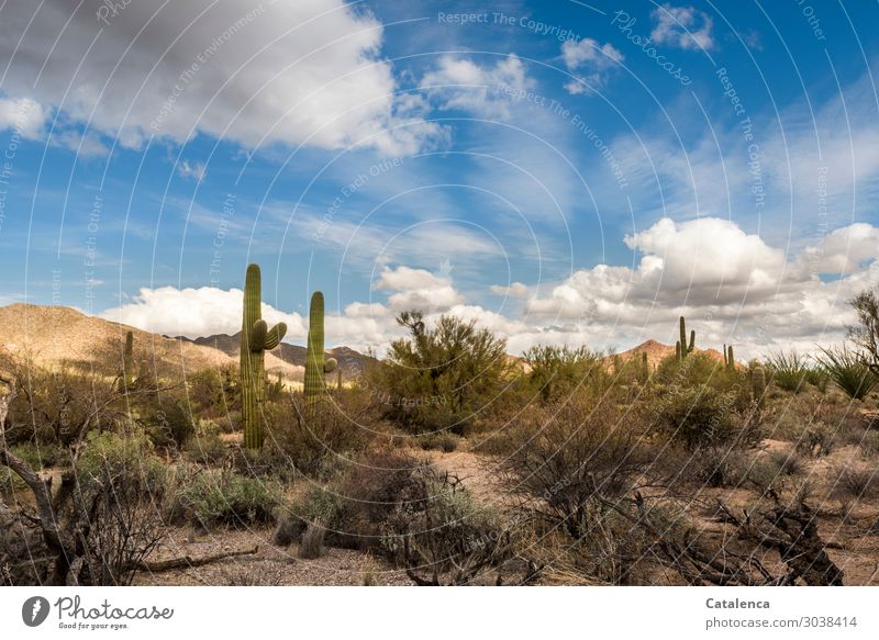 Desert with cacti, thorn bushes, hills and all that goes with it Landscape Plant Elements Earth Sky Clouds Winter Beautiful weather Bushes Cactus Hill