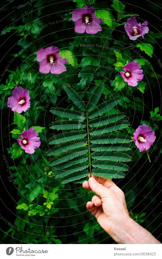 pink silk tree leaf and pink flowers Garden Human being Man Adults Arm Hand Nature Plant Tree Flower Leaf Foliage plant Park Street Hang Authentic Cool (slang)