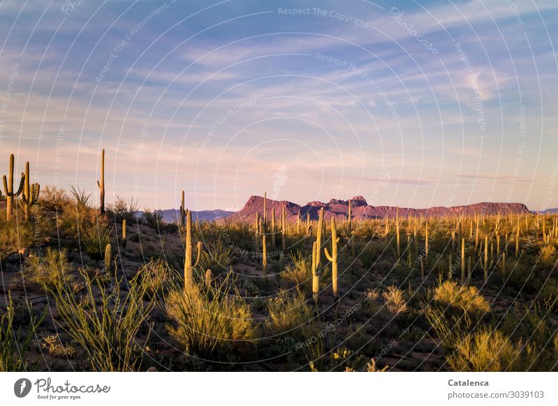 Desert evening, the light of the setting sun lights up the cacti in the desert Hiking Nature Landscape Sky Clouds Horizon Beautiful weather Plant Grass Bushes